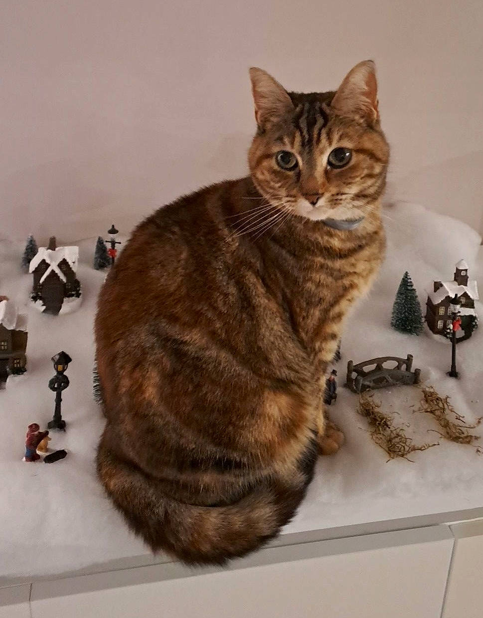 Praline a rejoint le concours — aidez-le/la à gagner de superbes lots ! art, bombay, carnivore, cat, cat_supply, comfort, domestic_short_haired_cat, fawn, felidae, fur, paw, pet_supply, small_to_medium_sized_cats, tail, terrestrial_animal, whiskers