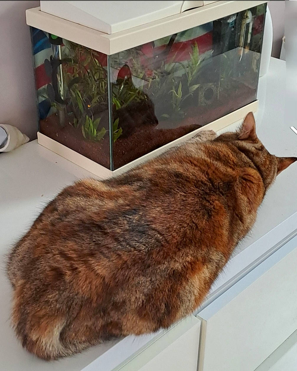 Praline participe au concours pour gagner de l'argent avec cette photo : comfort, domestic_short_haired_cat, felidae, flooring, fur, fur_clothing, hardwood, hide, liver, meat, natural_material, plant, rectangle, room, small_to_medium_sized_cats, sporting_group, table, tail, terrestrial_animal, wood