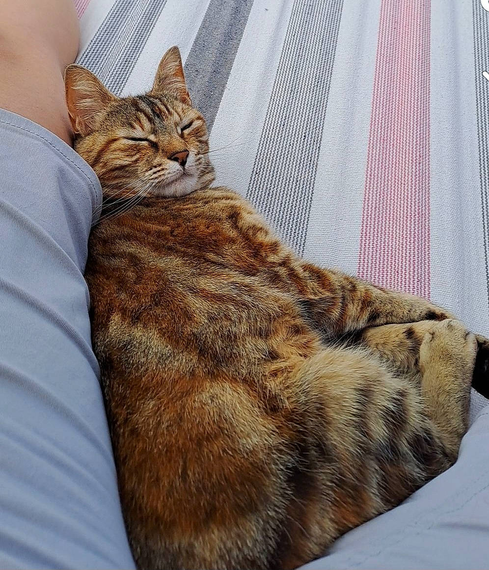 Praline participe au concours pour gagner de l'argent avec cette photo : bed, carnivore, cat, claw, comfort, couch, domestic_short_haired_cat, fawn, felidae, foot, fur, linens, paw, small_to_medium_sized_cats, tail, terrestrial_animal, textile, tree, whiskers, window