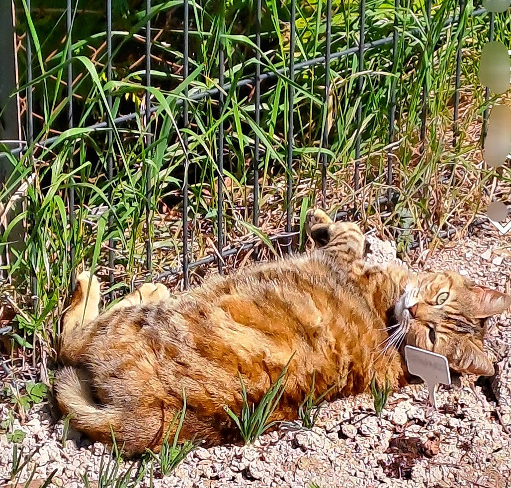 Praline a rejoint le concours — aidez-le/la à gagner de superbes lots ! canidae, carnivore, fawn, felidae, fur, grass, groundcover, plant, sedge_family, small_to_medium_sized_cats, snout, soil, sporting_group, tail, terrestrial_animal, whiskers, wildlife