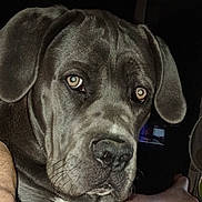 Hulk a rejoint le concours — aidez-le/la à gagner de superbes lots ! dog, close_up, portrait, black_dog, droopy_ears, wrinkled_face, brown_eyes, nose, muzzle, drool, fur, animal, pet, indoors, dark_background, serious_expression, looking_at_camera, head, face, photography