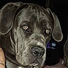 dog, close_up, portrait, black_dog, droopy_ears, wrinkled_face, brown_eyes, nose, muzzle, drool, fur, animal, pet, indoors, dark_background, serious_expression, looking_at_camera, head, face, photography