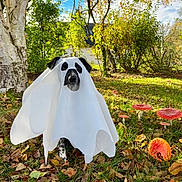 Vaïa participe au concours pour gagner de l'argent avec cette photo : dog, ghost_costume, autumn, leaves, mushrooms, forest, tree, grass, outdoor, nature, blue_sky, fall, pet, animal, costume, cute, white_sheet, black_ears, spooky, playful