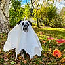 dog, ghost_costume, autumn, leaves, mushrooms, forest, tree, grass, outdoor, nature, blue_sky, fall, pet, animal, costume, cute, white_sheet, black_ears, spooky, playful