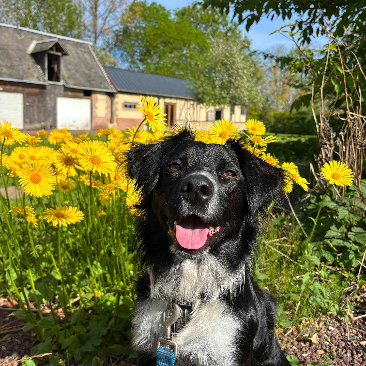 Vaïa a rejoint le concours — aidez-le/la à gagner de superbes lots ! dog, black_and_white, leash, yellow_flowers, outdoor, sunny, greenery, grass, plants, sky, blue_sky, building, rustic, nature, pet, happy, tongue_out, portrait, animal, spring