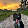 Vaïa a rejoint le concours — aidez-le/la à gagner de superbes lots ! dog, sunset, outdoor, nature, path, forest, trees, greenery, happy, tongue_out, canine, animal, pet, walking_harness, sky, clouds, landscape, grass, dirt_road, evening
