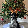 Vaïa participe au concours pour gagner de l'argent avec cette photo : dog, reindeer_antlers, christmas_tree, ornaments, baubles, lights, holiday, festive, black_dog, white_fur, pet, indoors, floor, decoration, seasonal, cute, animal, christmas, celebration, tree_skirt