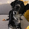 dog, black_and_white, bow, gold_bow, couch, fairy_lights, indoor, pet, animal, spotted_paws, toy, treat, cozy, curious, portrait, furniture, relaxing, cute, companion, living_room