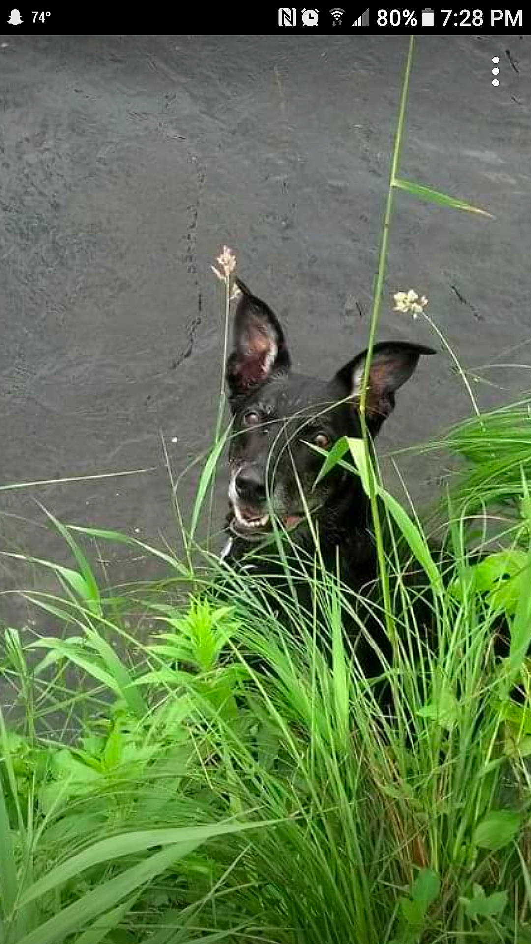 Vegas is registered to the contest to win money with this photo: aquatic_plant, field, flowering_plant, grass, grassland, happy, hat, landscape, lawn, lawn_ornament, leisure, meadow, pasture, people_in_nature, plant, prairie, shrub, tail, terrestrial_plant, wetland