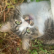Azrael joined the competition — help win amazing prizes! cat, green_eyes, tongue_out, grass, leaves, outdoor, nature, animal, pet, feline, whiskers, fur, close_up, playful, curious, ground, tabby, white_fur, relaxed, lying_down