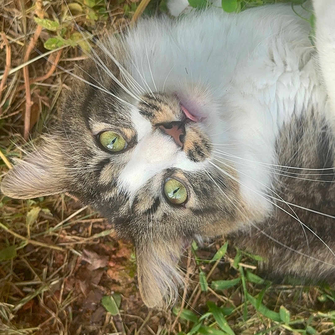 Azrael joined the competition — help win amazing prizes! animal, cat, close_up, curious, feline, fur, grass, green_eyes, ground, leaves, lying_down, nature, outdoor, pet, playful, relaxed, tabby, tongue_out, whiskers, white_fur
