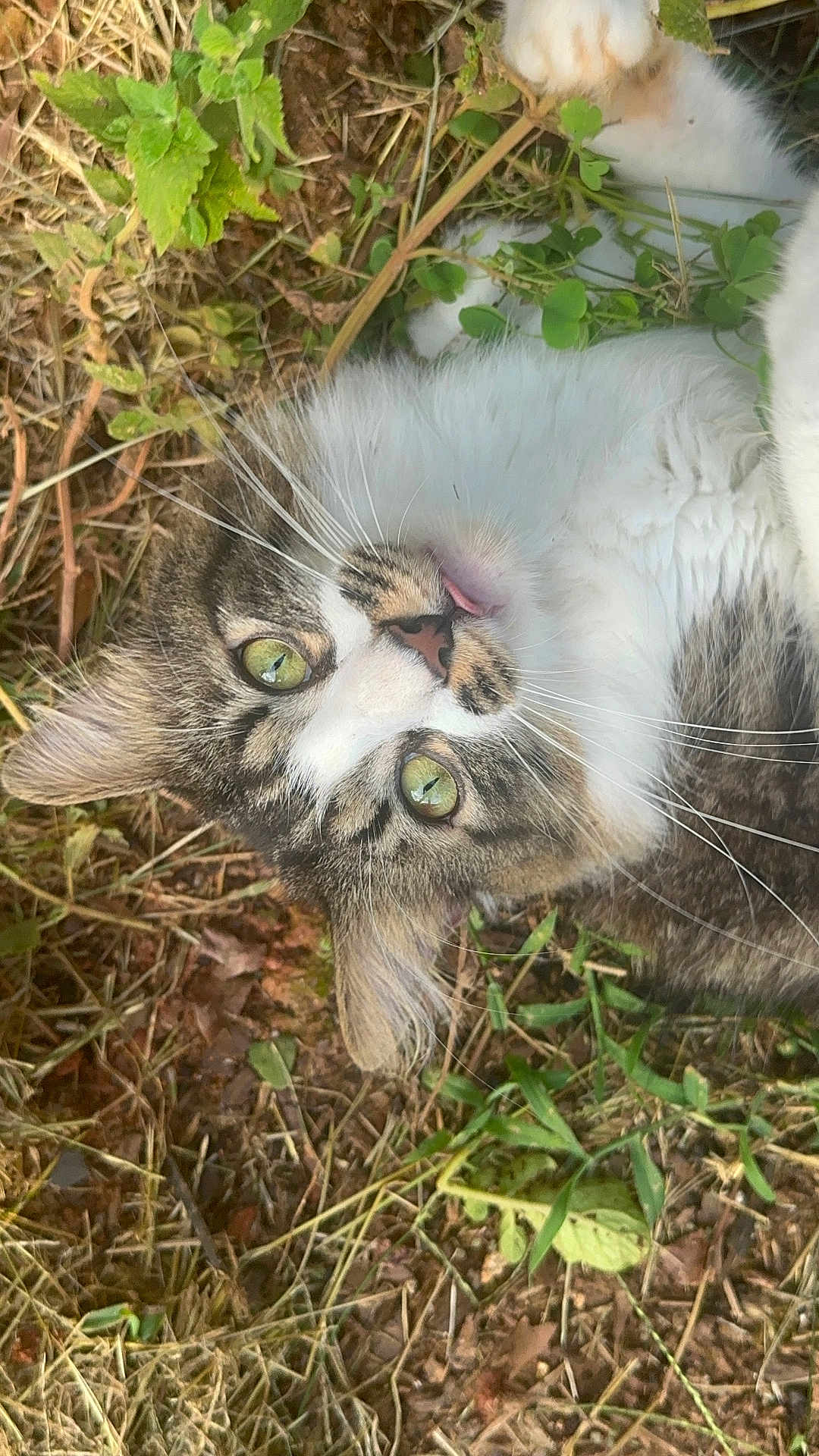 Azrael joined the competition — help win amazing prizes! cat, green_eyes, tongue_out, grass, leaves, outdoor, nature, animal, pet, feline, whiskers, fur, close_up, playful, curious, ground, tabby, white_fur, relaxed, lying_down