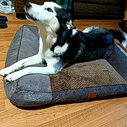 Bonnie joined the competition — help win amazing prizes! animal, black_and_white, canine, couch, dog, dog_bed, footwear, fur, home, husky, indoor, living_room, person, pet, pet_bed, plastic_bag, resting, slippers, socks, wooden_floor