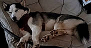 Bonnie is registered to the contest to win money with this photo: animal, canine, chair, comfort, cozy, cute, dog, domestic, fur, furniture, home, husky, indoor, laying_down, mammal, paws, pet, relaxed, resting, sleeping