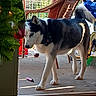 Bonnie joined the competition — help win amazing prizes! animal, blue_eyes, collar, curious, dog, doorway, floor, fur, house, husky, indoor, light, pet, porch, shadow, tail, walking, wicker_chair, wood_floor, wreath