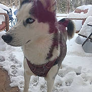 Bonnie is registered to the contest to win money with this photo: dog, husky, snow, outdoor, winter, pet, animal, blue_eyes, fur, canine, porch, chair, cold, nature, tree, leash, fence, daylight, mammal, alert