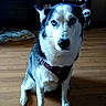 Bonnie is registered to the contest to win money with this photo: animal, blue_eyes, canine, cozy, decor, dog, domestic, ears, face, figurine, fur, harness, household, indoor, looking_at_camera, pet, shelf, siberian_husky, sitting, wooden_floor