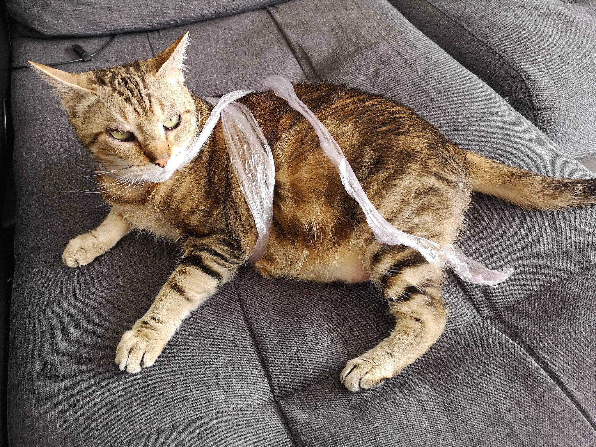 Pepette a rejoint le concours — aidez-le/la à gagner de superbes lots ! american_shorthair, arabian_mau, asian, bengal, carnivore, cat, domestic_short_haired_cat, dragon_li, european_shorthair, eye, felidae, fur, kitten, mammal, small_to_medium_sized_cats, sokoke, tabby_cat, vertebrate, whiskers, wild_cat