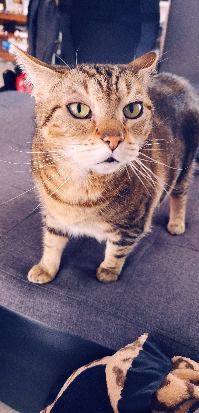 Pepette participe au concours pour gagner de l'argent avec cette photo : aegean_cat, american_shorthair, american_wirehair, arabian_mau, asian, australian_mist, carnivore, cat, domestic_short_haired_cat, dragon_li, european_shorthair, felidae, mammal, pixie_bob, small_to_medium_sized_cats, snout, sokoke, tabby_cat, vertebrate, whiskers