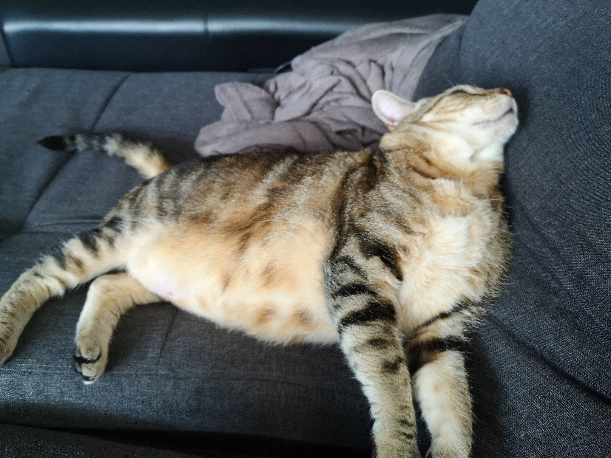 Pepette participe au concours pour gagner de l'argent avec cette photo : american_shorthair, asian, bengal, california_spangled, carnivore, cat, claw, domestic_short_haired_cat, dragon_li, european_shorthair, felidae, mammal, ocicat, pixie_bob, small_to_medium_sized_cats, sokoke, tabby_cat, tail, vertebrate, whiskers