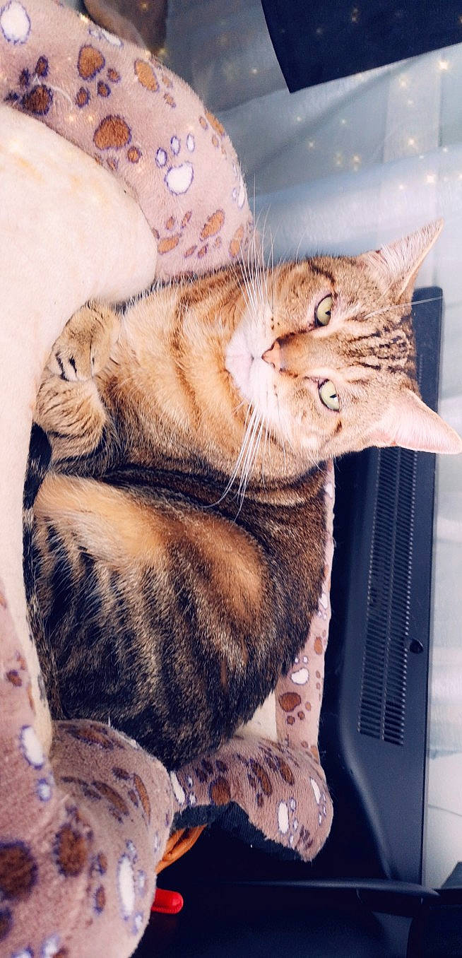 Pepette a rejoint le concours — aidez-le/la à gagner de superbes lots ! aegean_cat, american_shorthair, asian, california_spangled, carnivore, cat, domestic_short_haired_cat, dragon_li, egyptian_mau, european_shorthair, felidae, fur, kitten, ocicat, pixie_bob, small_to_medium_sized_cats, sokoke, tabby_cat, tail, whiskers