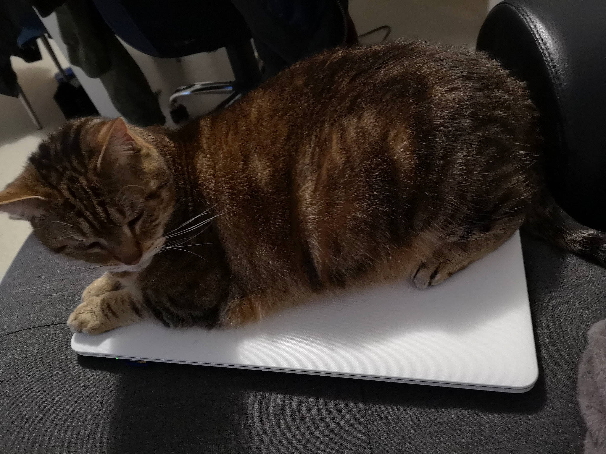 Pepette a rejoint le concours — aidez-le/la à gagner de superbes lots ! asian, carnivore, cat, domestic_short_haired_cat, dragon_li, european_shorthair, felidae, fur, mammal, small_to_medium_sized_cats, tabby_cat, tail, whiskers