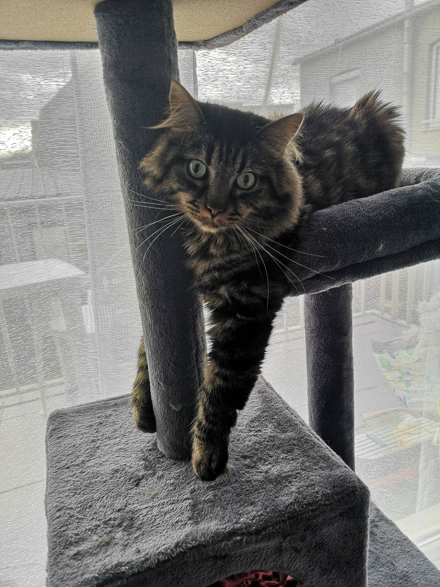 Miou a rejoint le concours — aidez-le/la à gagner de superbes lots ! asian, carnivore, cat, domestic_short_haired_cat, dragon_li, european_shorthair, felidae, fur, kitten, maine_coon, norwegian_forest_cat, polydactyl_cat, small_to_medium_sized_cats, tabby_cat, tail, whiskers, wild_cat, window