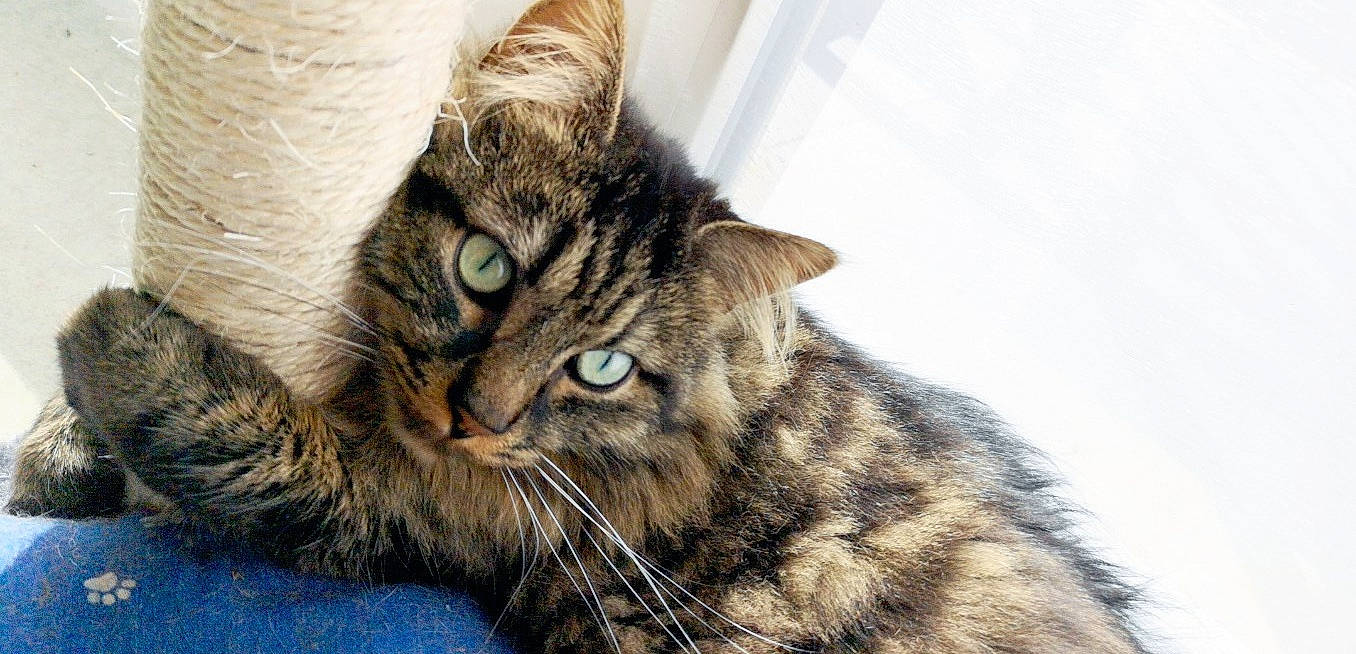 Miou participe au concours pour gagner de l'argent avec cette photo : american_shorthair, asian, california_spangled, carnivore, cat, domestic_short_haired_cat, dragon_li, european_shorthair, eye, felidae, fur, kitten, mammal, pixie_bob, siberian, small_to_medium_sized_cats, snout, tabby_cat, vertebrate, whiskers