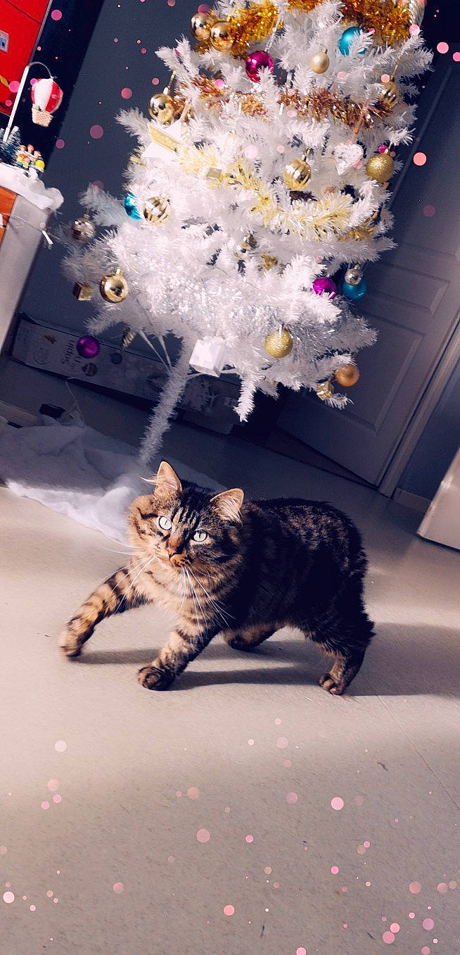 Miou a rejoint le concours — aidez-le/la à gagner de superbes lots ! american_curl, american_shorthair, carnivore, cat, fawn, felidae, fur, kitten, kurilian_bobtail, laperm, norwegian_forest_cat, persian, selkirk_rex, small_to_medium_sized_cats, tabby_cat, whiskers