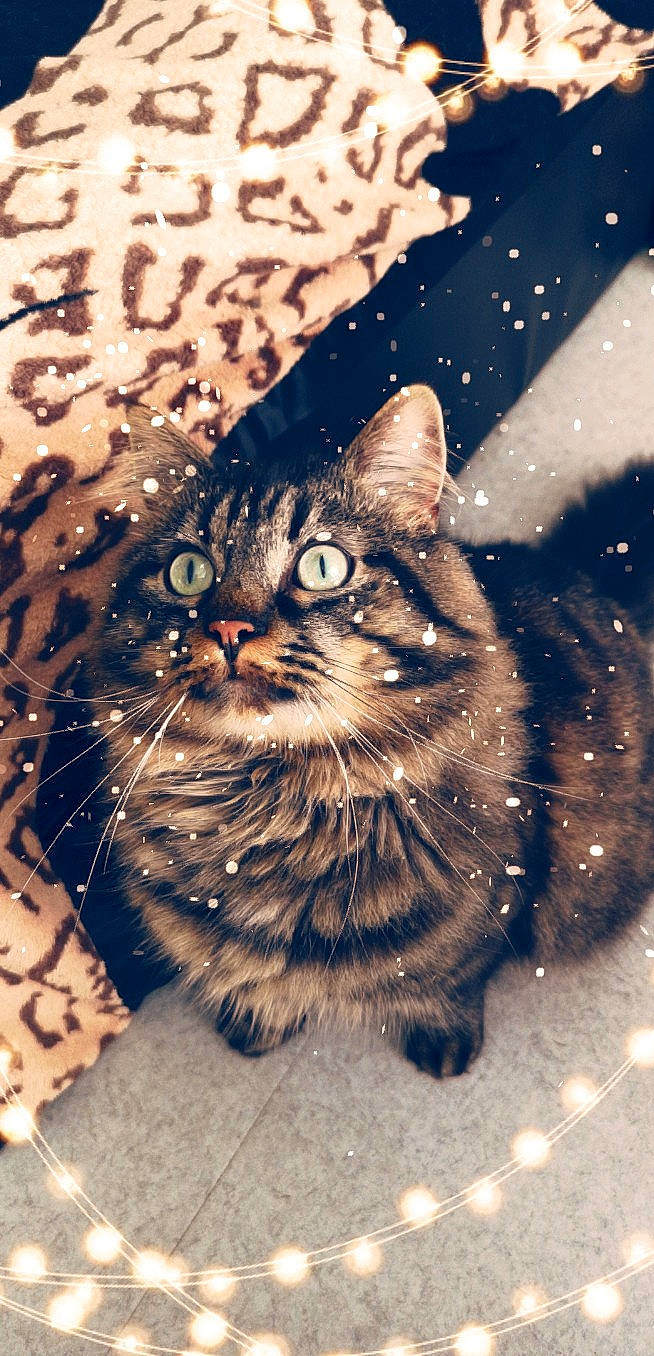 Miou a rejoint le concours — aidez-le/la à gagner de superbes lots ! american_bobtail, american_shorthair, asian, carnivore, cat, domestic_short_haired_cat, dragon_li, european_shorthair, eye, fawn, felidae, fur, kitten, maine_coon, norwegian_forest_cat, small_to_medium_sized_cats, snout, tabby_cat, whiskers, wild_cat