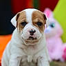 puppy, dog, young, cute, brown_and_white, sitting, outdoor, grass, stuffed_toy, blurred_background, animal, pet, closeup, adorable, small, fur, face, nose, ears, front_paws