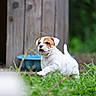 Zayah participe au concours pour gagner de l'argent avec cette photo : puppy, dog, grass, outdoor, nature, young, animal, pet, white, brown, cute, playful, garden, wood, background, green, leaf, yard, small, canine