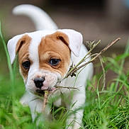 Zayah a rejoint le concours — aidez-le/la à gagner de superbes lots ! puppy, dog, grass, twig, outdoor, nature, cute, young_animal, pet, playful, brown_and_white, ears, snout, animal_face, close_up, greenery, chewing, adorable, small, curious