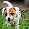 puppy, dog, grass, twig, outdoor, nature, cute, young_animal, pet, playful, brown_and_white, ears, snout, animal_face, close_up, greenery, chewing, adorable, small, curious