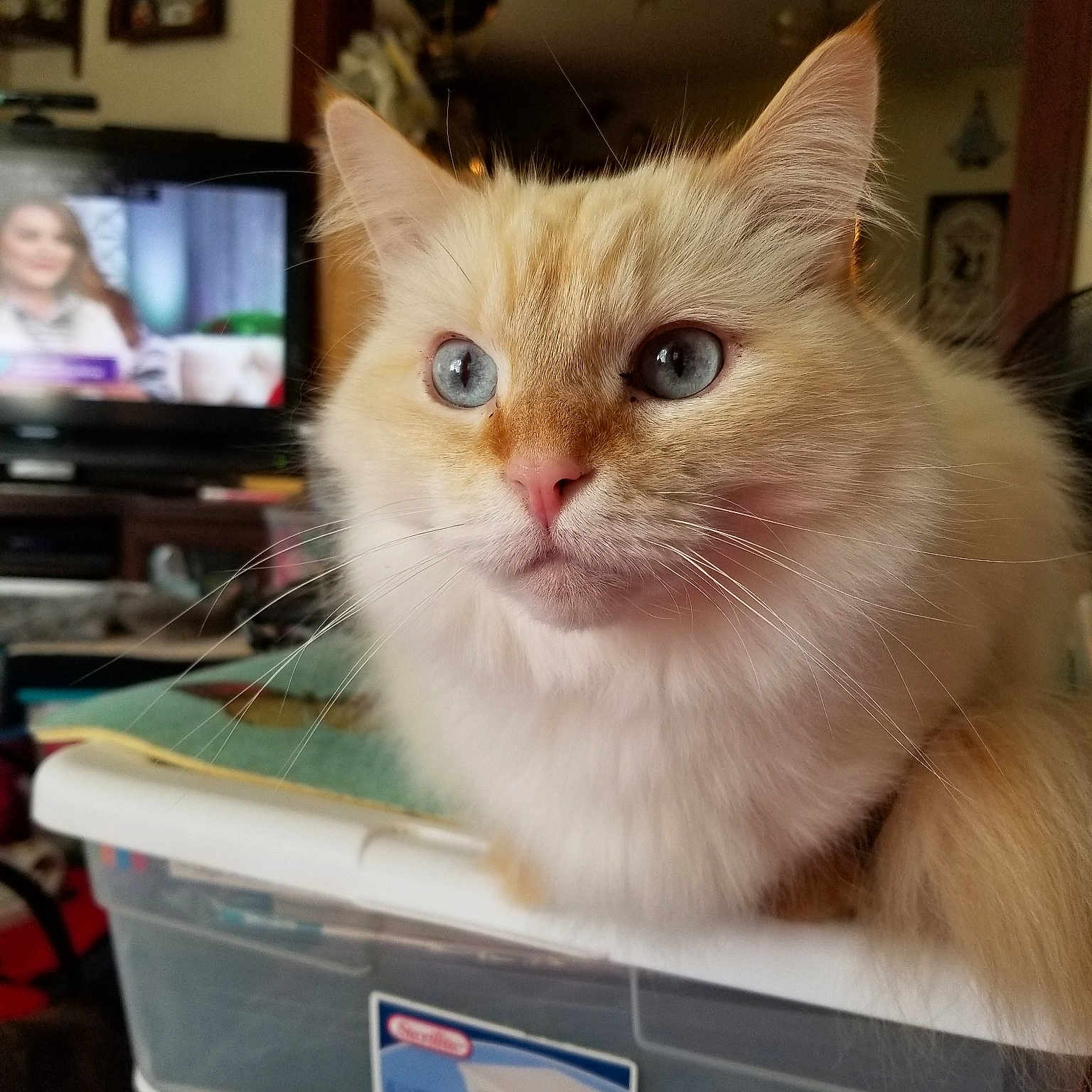 Frankie