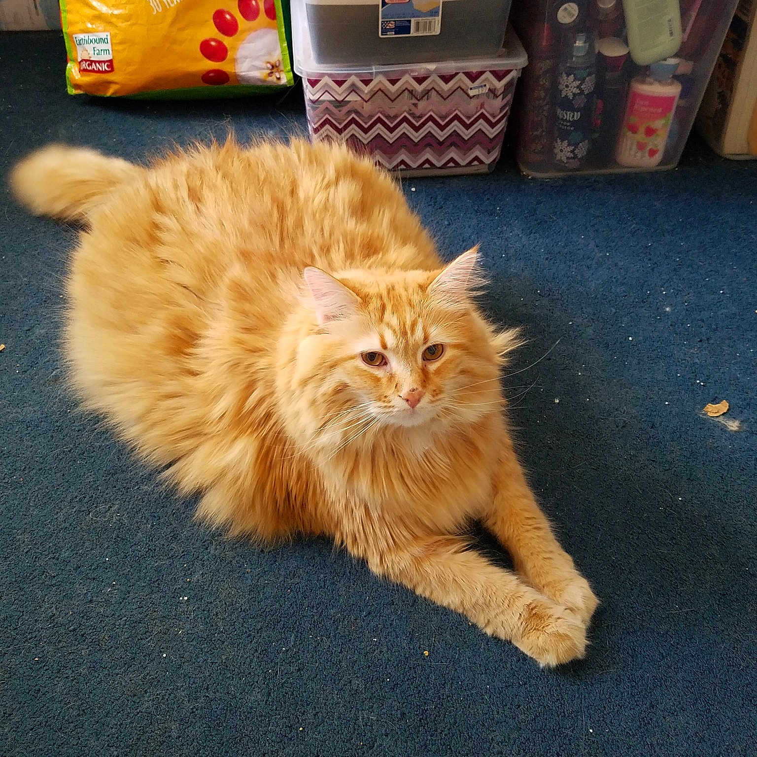 Obie