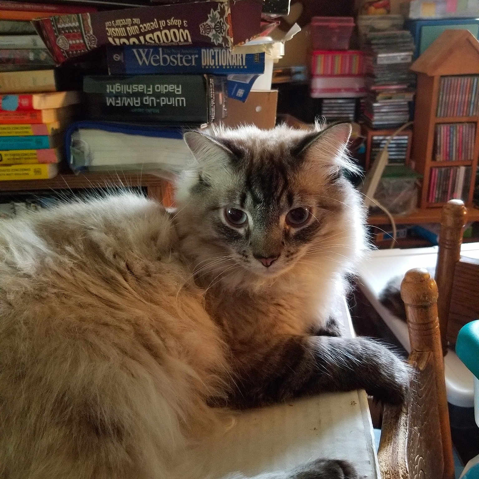 Snickers joined the competition — help win amazing prizes! aegean_cat, balinese, cat, cat_like_mammal, kitten, ragdoll, small_to_medium_sized_cats, whiskers