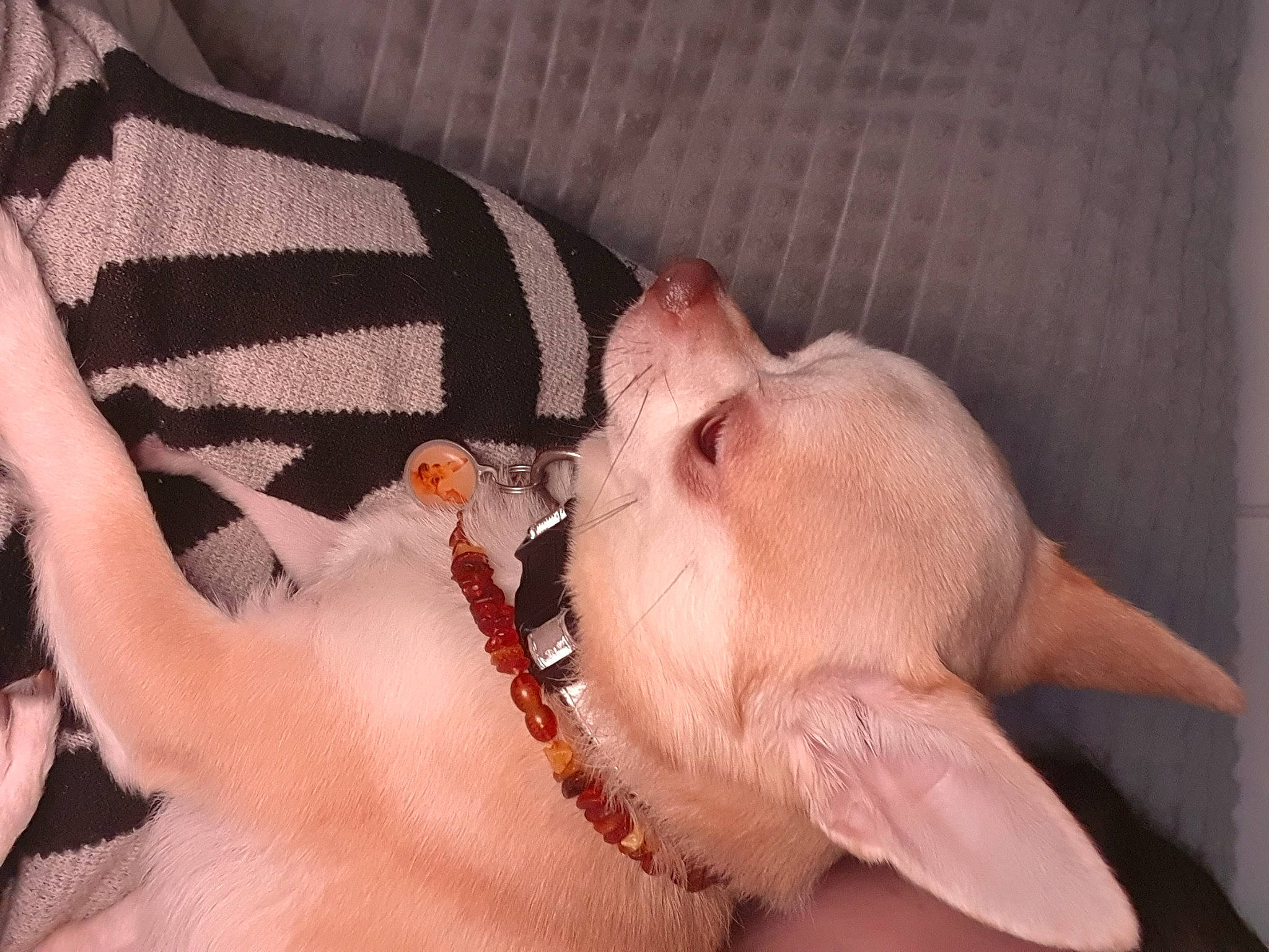 Oracle a rejoint le concours — aidez-le/la à gagner de superbes lots ! canidae, chest, dog_breed, ear, eyelash, fashion_accessory, fawn, finger, gesture, head, human_body, jaw, nail, snout, sporting_group, terrestrial_animal, throat, thumb, wrinkle, wrist