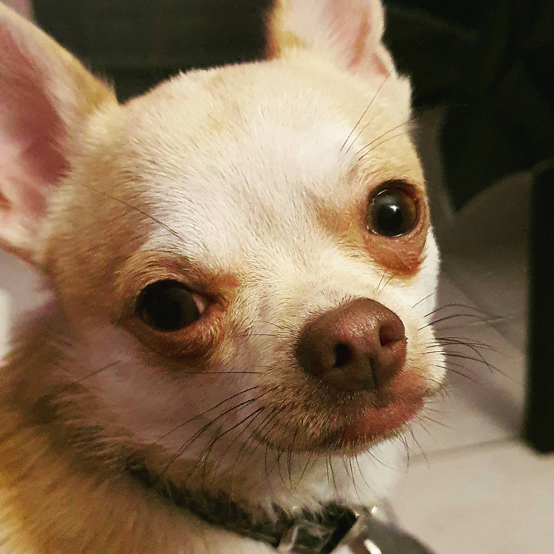 Oracle participe au concours pour gagner de l'argent avec cette photo : canidae, carnivore, close_up, companion_dog, corgi_chihuahua, dog, dog_breed, ear, eye, eyelash, fawn, fur, head, non_sporting_group, nose, snout, terrestrial_animal, toy_dog, whiskers, working_animal