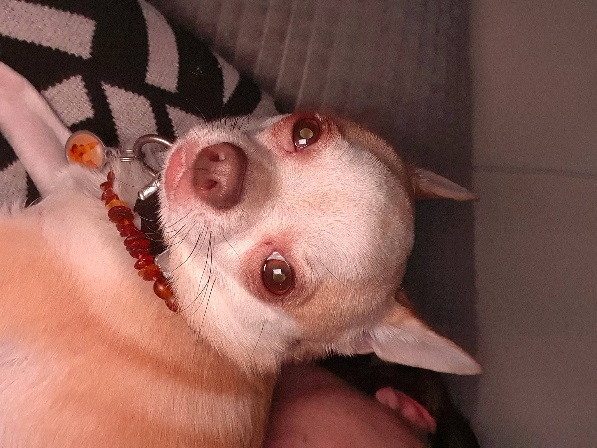 Oracle a rejoint le concours — aidez-le/la à gagner de superbes lots ! canidae, carnivore, companion_dog, dog, dog_breed, ear, eyelash, fawn, flesh, fur, nail, non_sporting_group, skin, snout, sporting_group, terrestrial_animal, throat, thumb, whiskers, working_animal