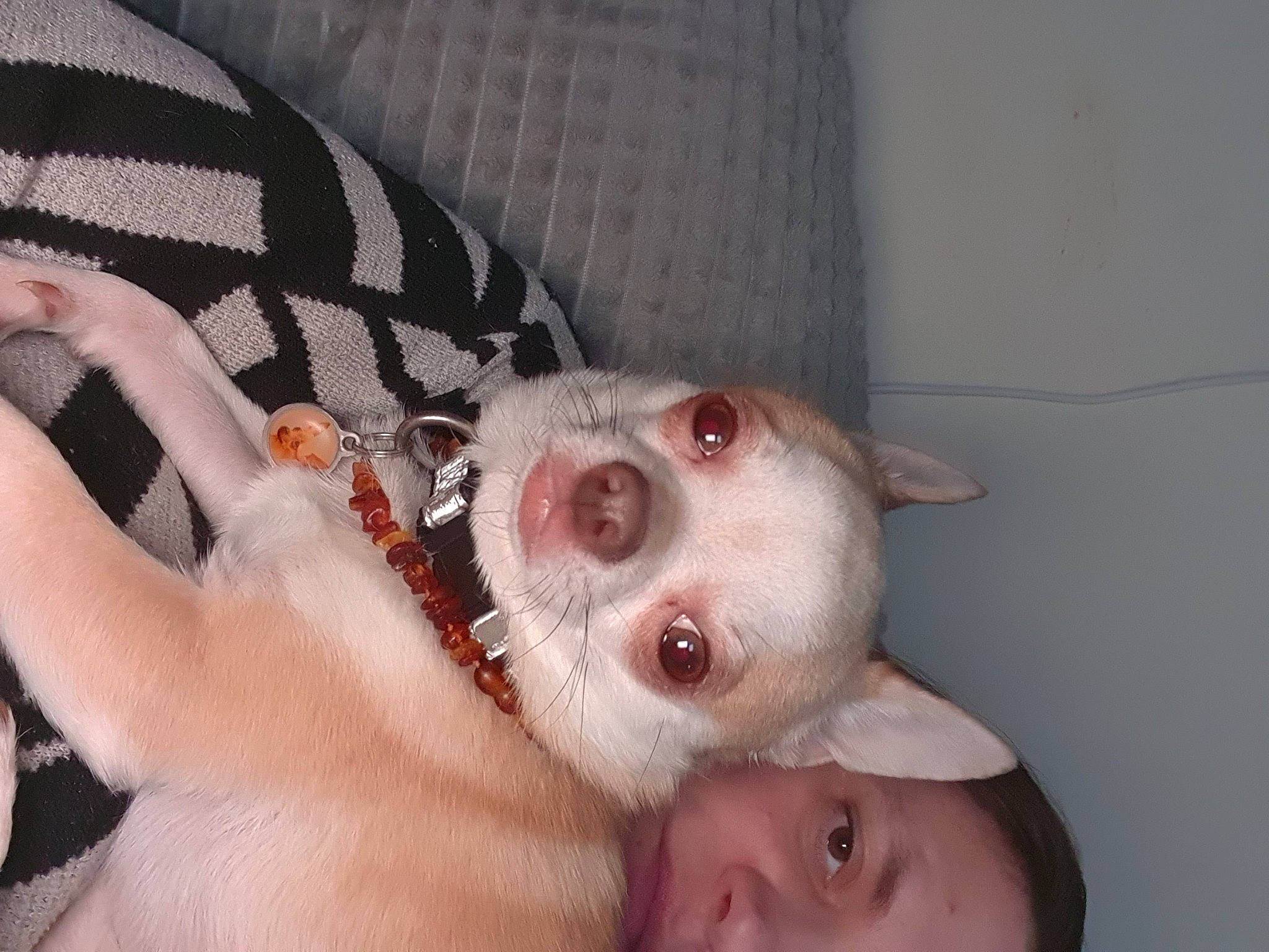 Oracle participe au concours pour gagner de l'argent avec cette photo : carnivore, comfort, companion_dog, dog, dog_breed, ear, eye, eyelash, fawn, finger, foot, fur, gesture, jaw, nail, paw, smile, snout, sporting_group, whiskers