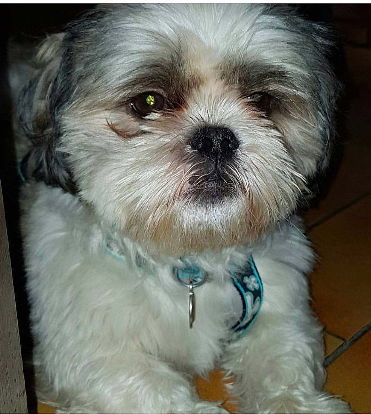 Inouk a rejoint le concours — aidez-le/la à gagner de superbes lots ! canidae, carnivore, chinese_imperial_dog, companion_dog, dog, dog_breed, eye, kyi_leo, lhasa_apso, lowchen, mal_shi, maltepoo, mammal, morkie, pekapoo, puppy, shih_poo, shih_tzu, snout, vertebrate