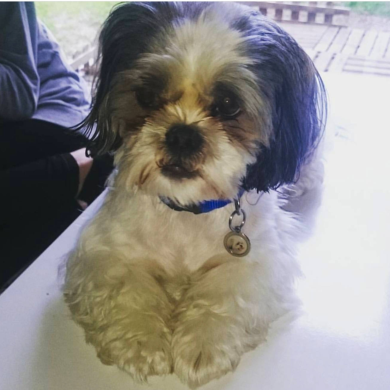 Inouk participe au concours pour gagner de l'argent avec cette photo : canidae, carnivore, chinese_imperial_dog, companion_dog, dog, dog_breed, kyi_leo, lhasa_apso, lowchen, maltepoo, maltese, mammal, morkie, puppy, rare_breed_dog, shih_poo, shih_tzu, snout, toy_dog, yorkshire_terrier