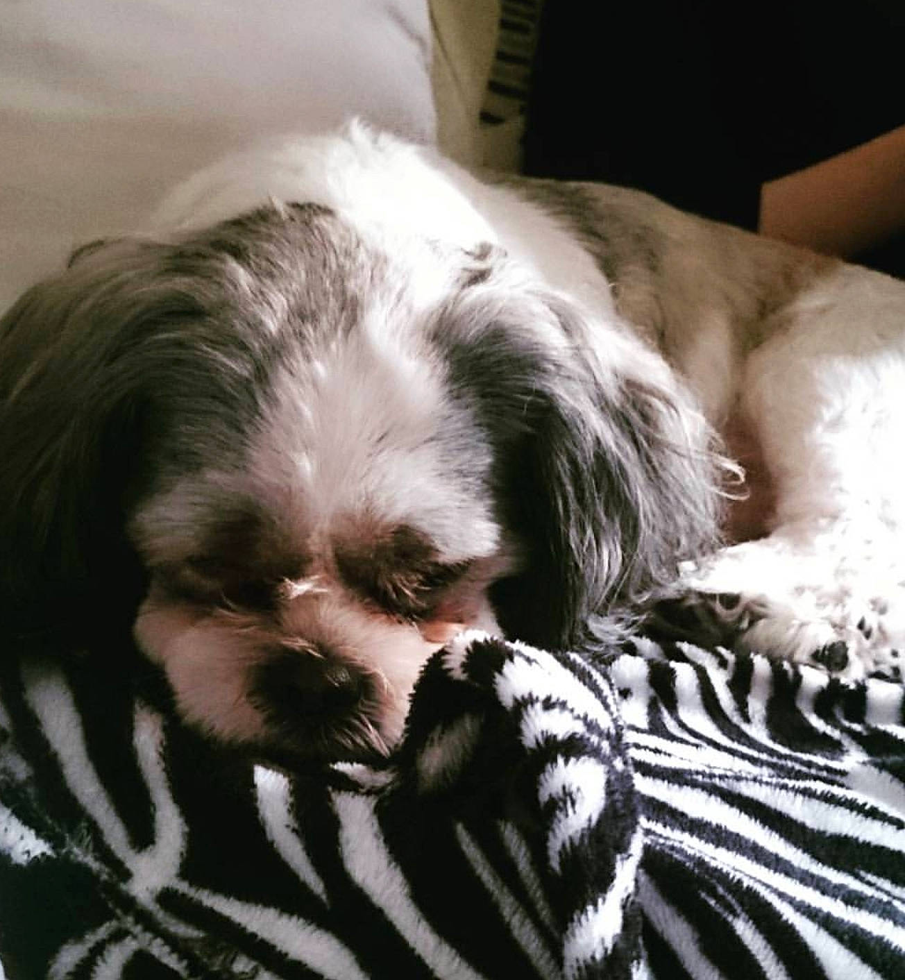 Inouk participe au concours pour gagner de l'argent avec cette photo : canidae, carnivore, chinese_imperial_dog, companion_dog, dog, dog_breed, fur, japanese_chin, kyi_leo, lhasa_apso, lowchen, mammal, puppy, puppy_love, shih_tzu, snout, sporting_group, tibetan_terrier, toy_dog, vertebrate