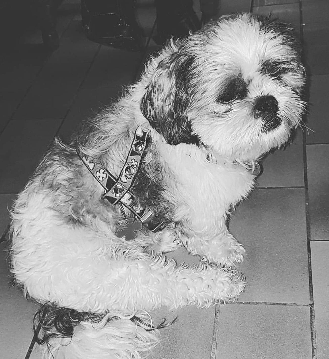 Inouk a rejoint le concours — aidez-le/la à gagner de superbes lots ! canidae, carnivore, cavapoo, chinese_imperial_dog, cockapoo, companion_dog, dog, dog_breed, kyi_leo, lhasa_apso, lowchen, mal_shi, maltepoo, mammal, petit_basset_griffon_vendeen, puppy, schnoodle, shih_tzu, snout, toy_dog