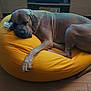 bean_bag, brown_dog, canine, comfort, cozy, dog, domestic_animal, floor, furniture, home, indoor, large_dog, living_room, nap, pet, relaxed, resting, sleeping, wooden_floor, yellow