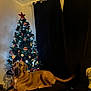 Undy participe au concours pour gagner de l'argent avec cette photo : brown_dog, christmas_tree, cozy, curtains, dark_background, decorations, dog, festive, furniture, holiday, indoor, large_dog, lights, living_room, ornaments, ottoman, pet, relaxed, star, tree_topper