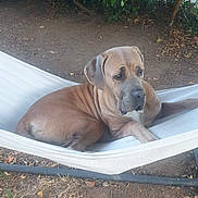 Undy a rejoint le concours — aidez-le/la à gagner de superbes lots ! animal, brown_dog, calm, canine, daylight, dog, garden, grass, greenery, hammock, leafy_bushes, nature, outdoor, pet, quiet, relaxed, resting, soil, summer, trunk