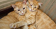 Binky Marie joined the competition — help win amazing prizes! animal, cat, cats, chair, companion, cozy, cuddling, cute, domestic, ears, feline, fur, indoor, orange_tabby, pets, relaxed, resting, sleepy, striped_cushion, whiskers