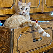 Binky Marie joined the competition — help win amazing prizes! animal, cabinet, cat, cozy, curious, domestic_animal, drawer_handle, dressing_table, feline, furniture, ginger_cat, household, indoor, orange_fur, pet, relaxed, resting, tail, wood_texture, wooden_drawer